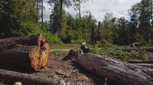 Best Tree Disease Treatment  in Clarks Summit, PA