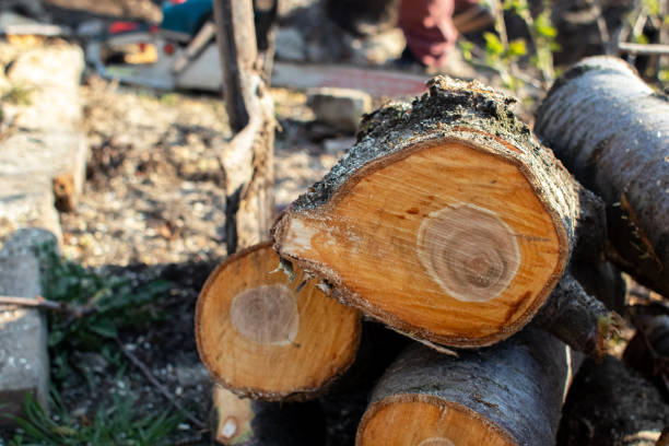 Best Tree Mulching  in Clarks Summit, PA