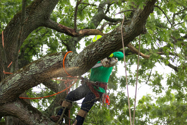 Best Tree and Shrub Care  in Clarks Summit, PA