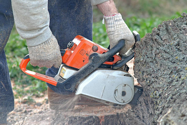 Best Tree Maintenance Programs  in Clarks Summit, PA