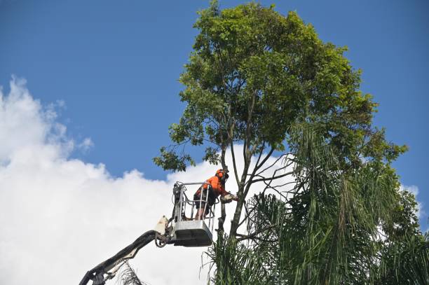 Best Palm Tree Trimming  in Clarks Summit, PA