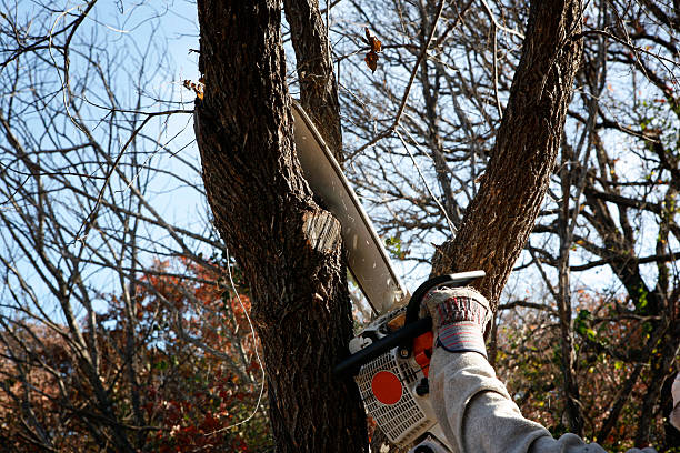 Best Commercial Tree Services  in Clarks Summit, PA