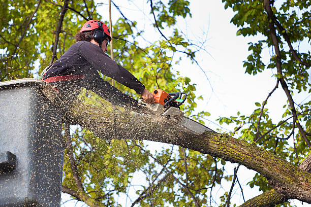 Clarks Summit, PA Tree Care Company