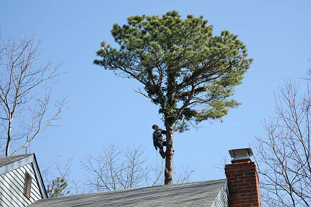 Best Root Management and Removal  in Clarks Summit, PA
