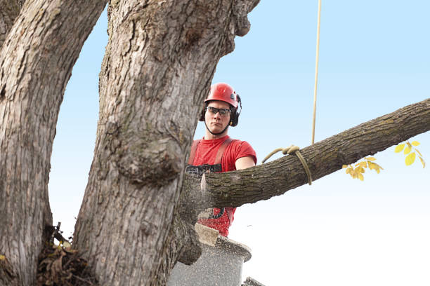 Best Tree Trimming and Pruning  in Clarks Summit, PA
