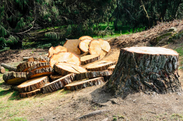 Best Tree Preservation Services  in Clarks Summit, PA